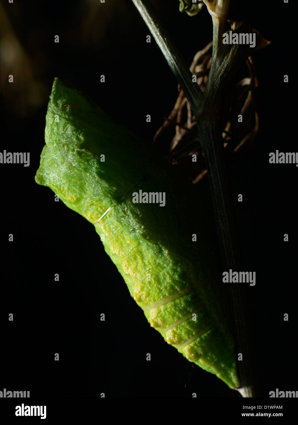 Old World Swallowtail's chrysalis Stock Photo Alamy