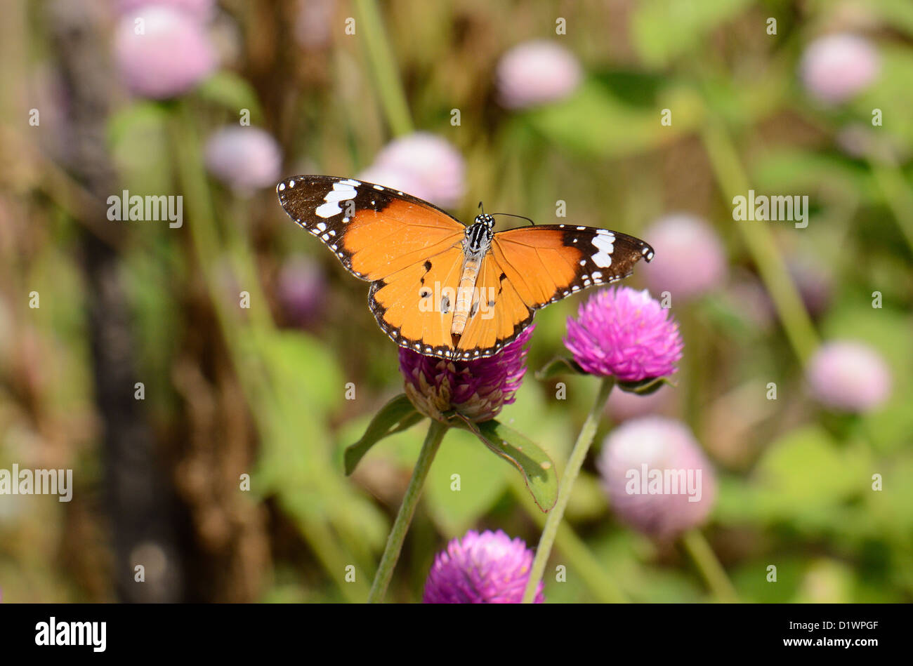 beautiful Plain Tiger butterfly (Danaus chrysippus) at flower garden Stock Photo