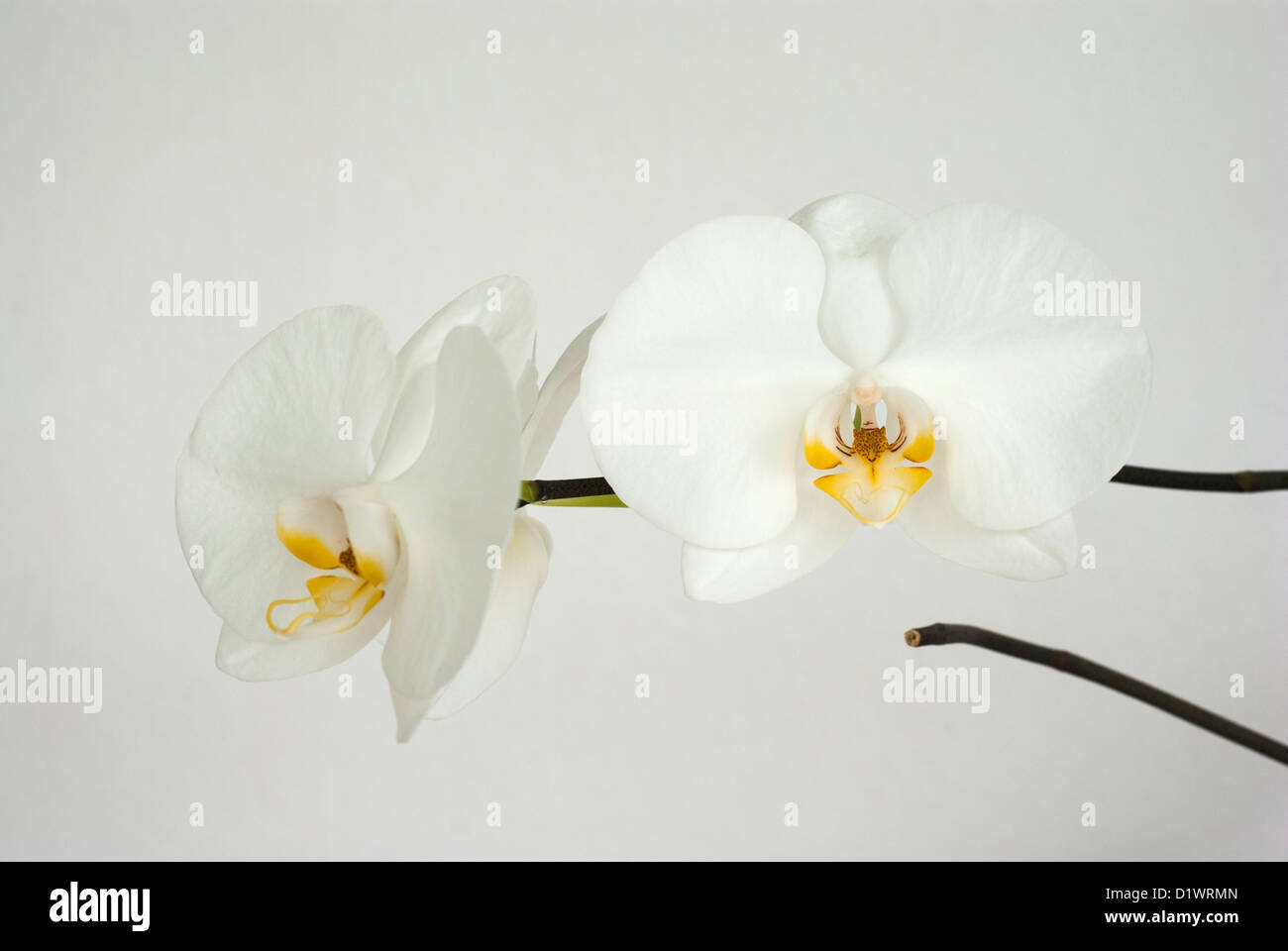 Orchid phalaenopsis white Stock Photo - Alamy