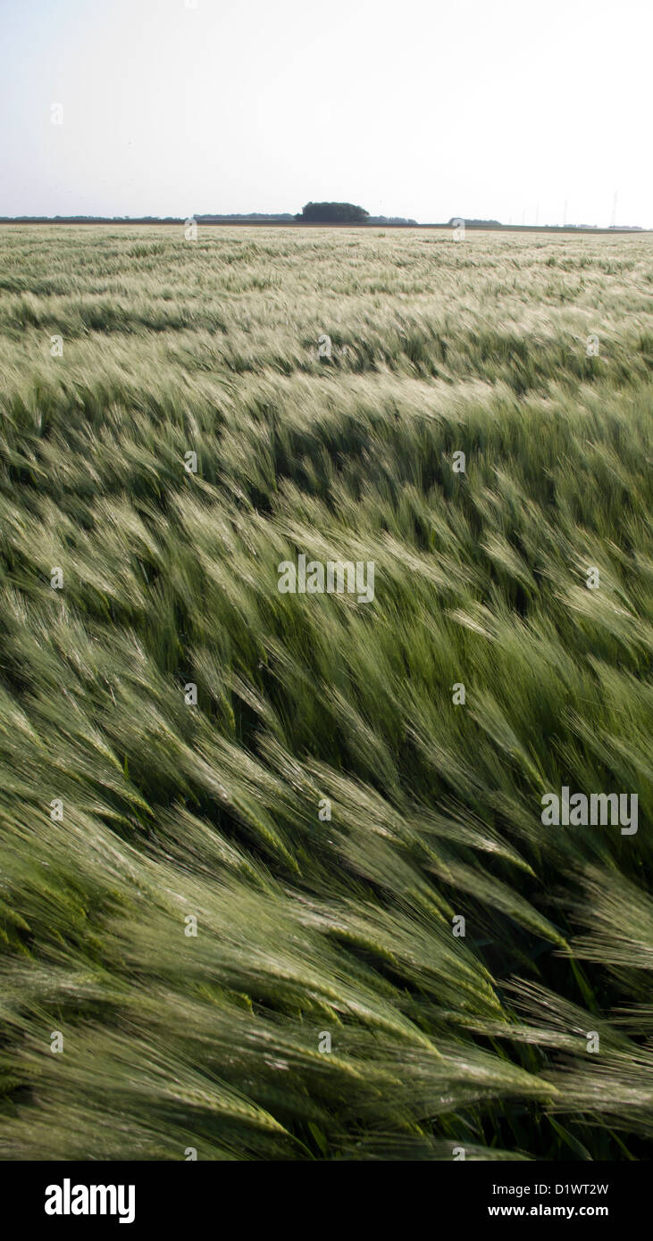 Wheatfield, wheat blowing in wind, distant trees, Normandy, France Stock Photo