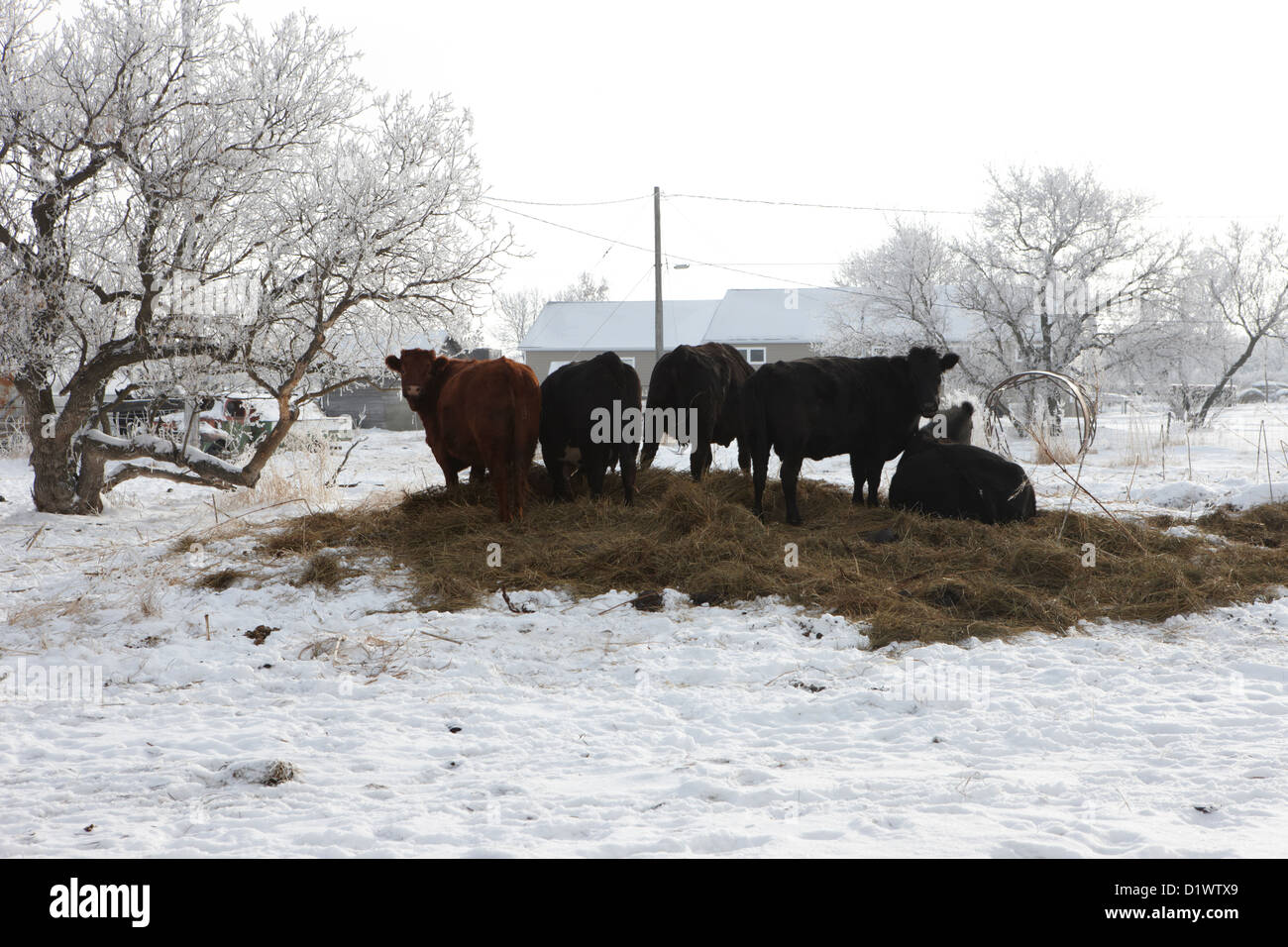 feed and fresh grass laid out for cows on winter farmland Forget Saskatchewan Canada Stock Photo
