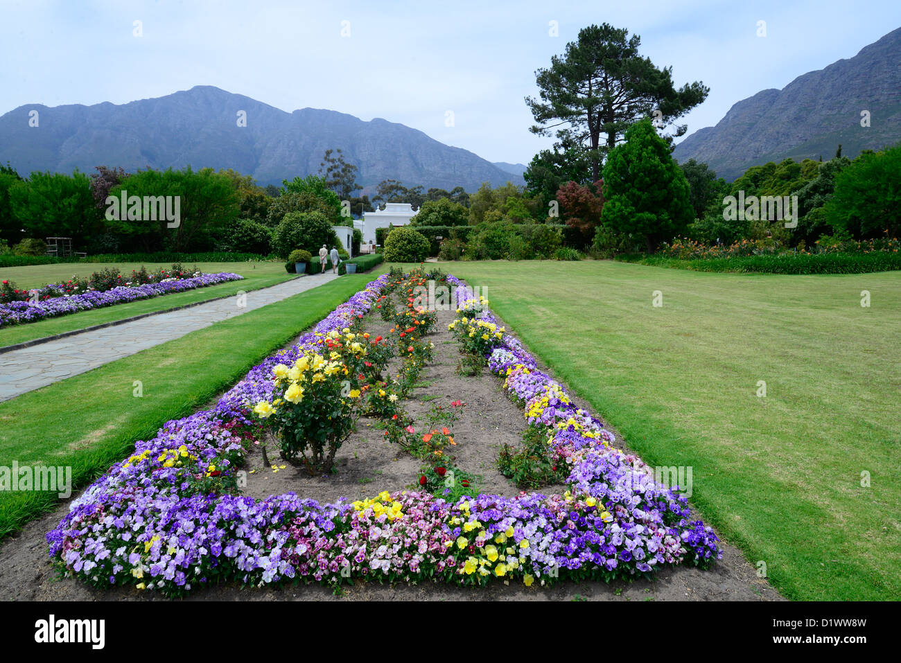 Purple spring flowers in Franschoek, South Africa Stock Photo Alamy