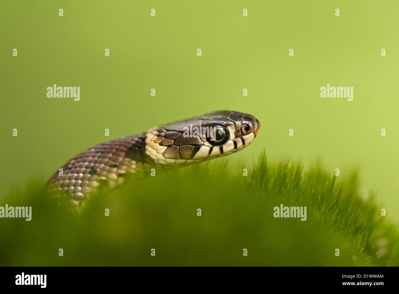 Grass snake (natrix natrix helvetica) Stock Photo
