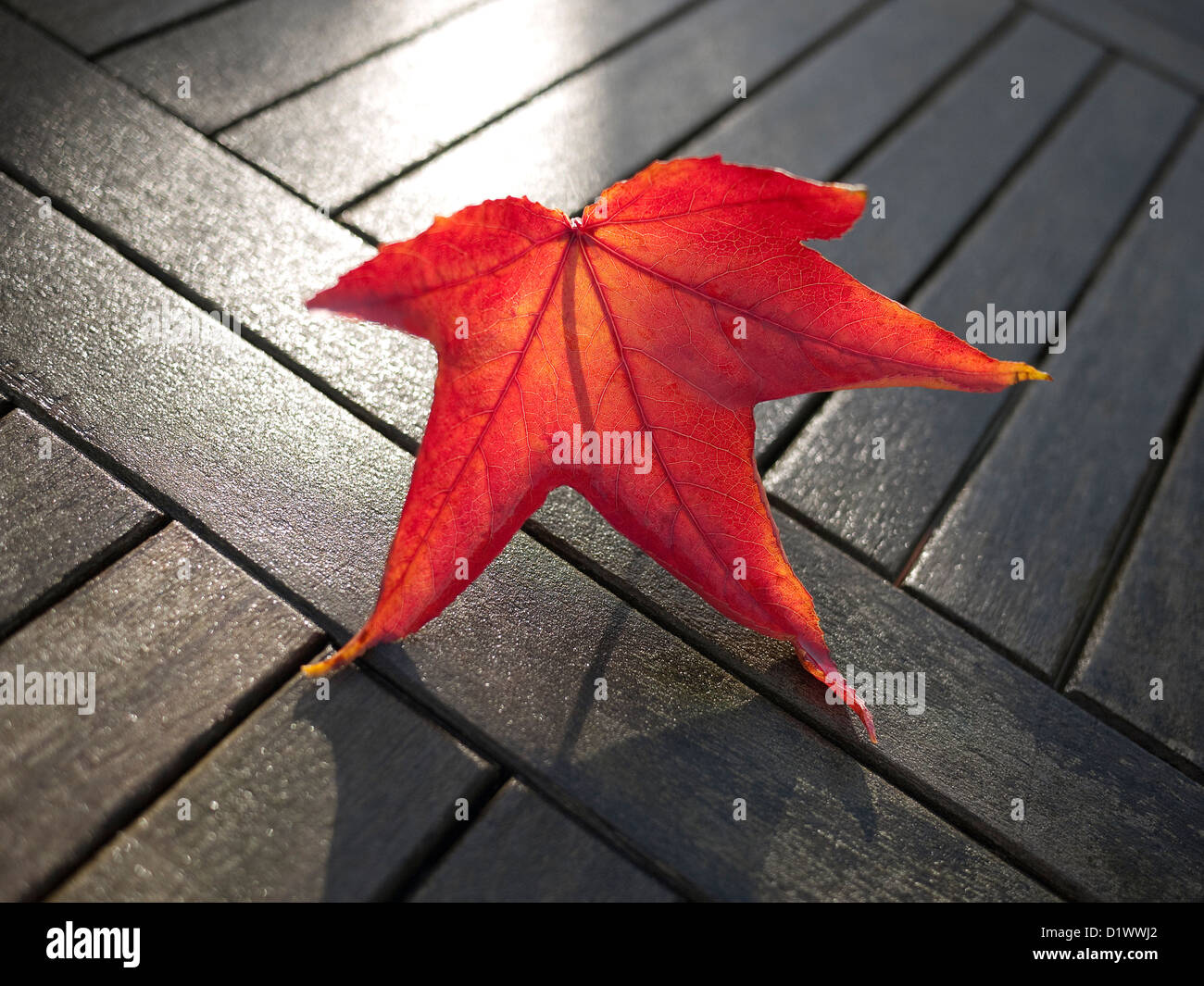 red acer leaf on wet garden table top Stock Photo