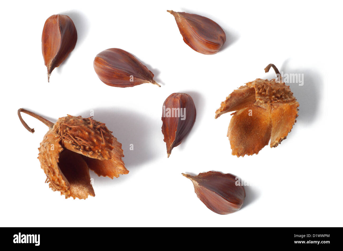 Common Beech Nuts Stock Photo