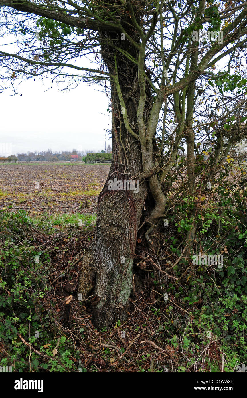 Hacked Tree Meaning
