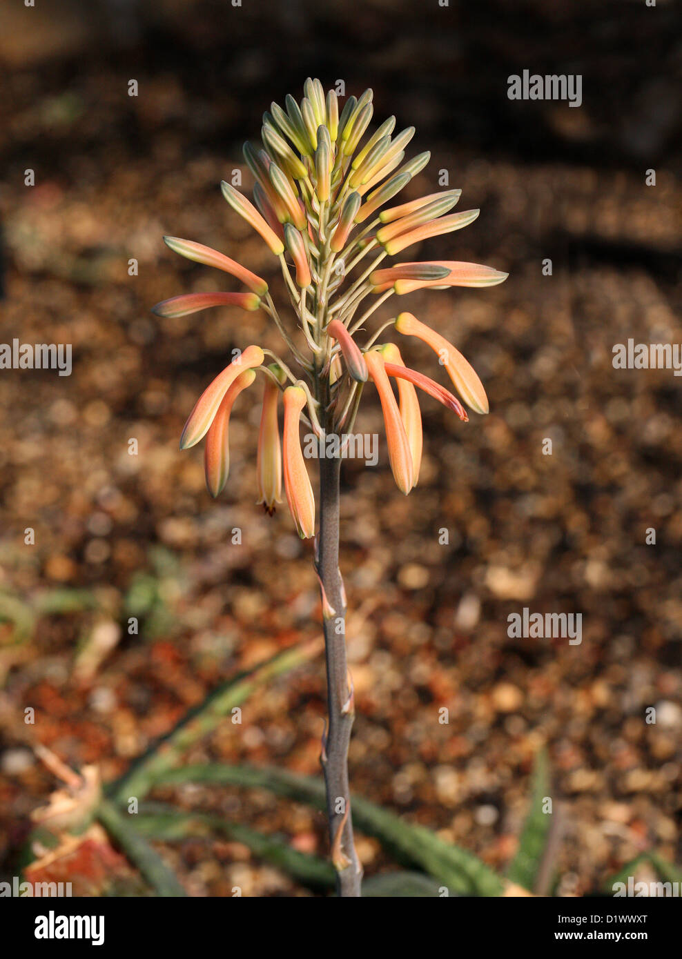 Blue Spotted Aloe, Aloe verdoorniae, Xanthorrhoeaceae (Asphodelaceae, Aloaceae). South Africa. Stock Photo