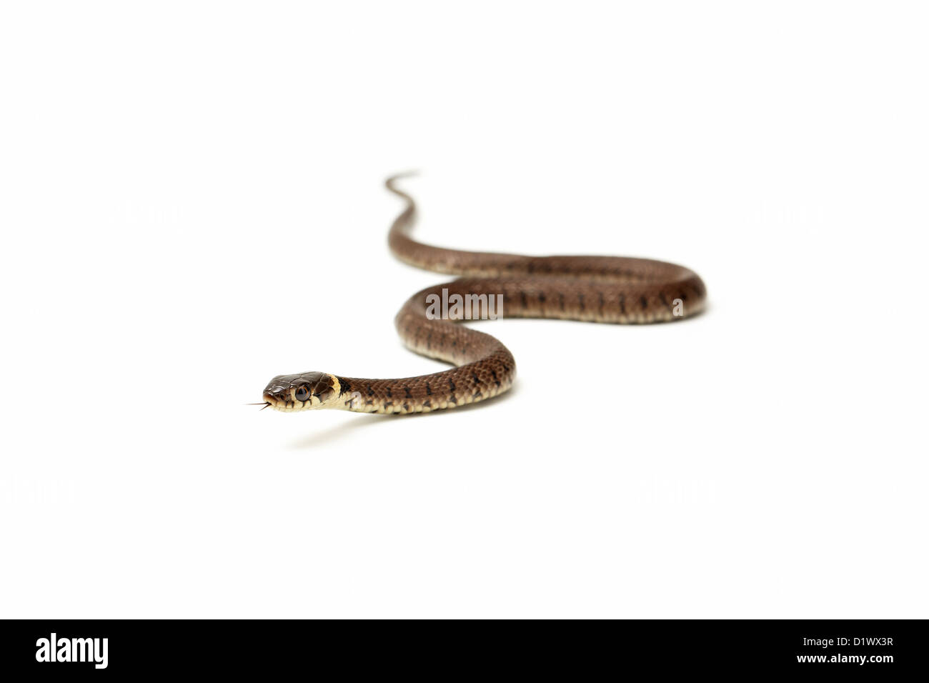 Grass snake (natrix natrix helvetica) on white Stock Photo