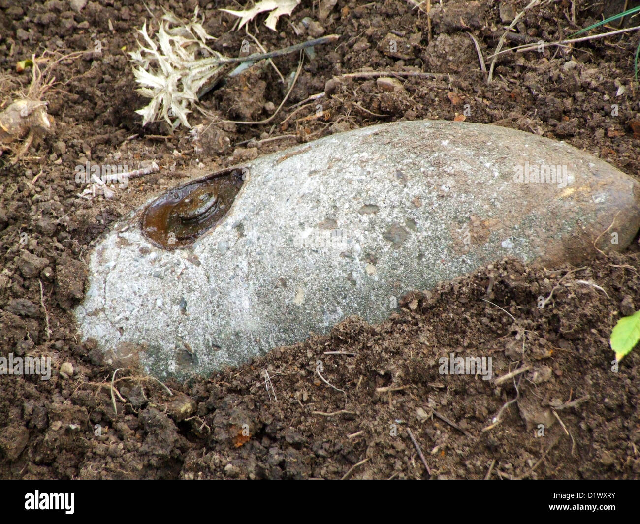 02 found. Копали могилу наткнулись на старую. Необычные раскопки археологов. Игры с детьми про морских животных. Немецкие археологи нашли.
