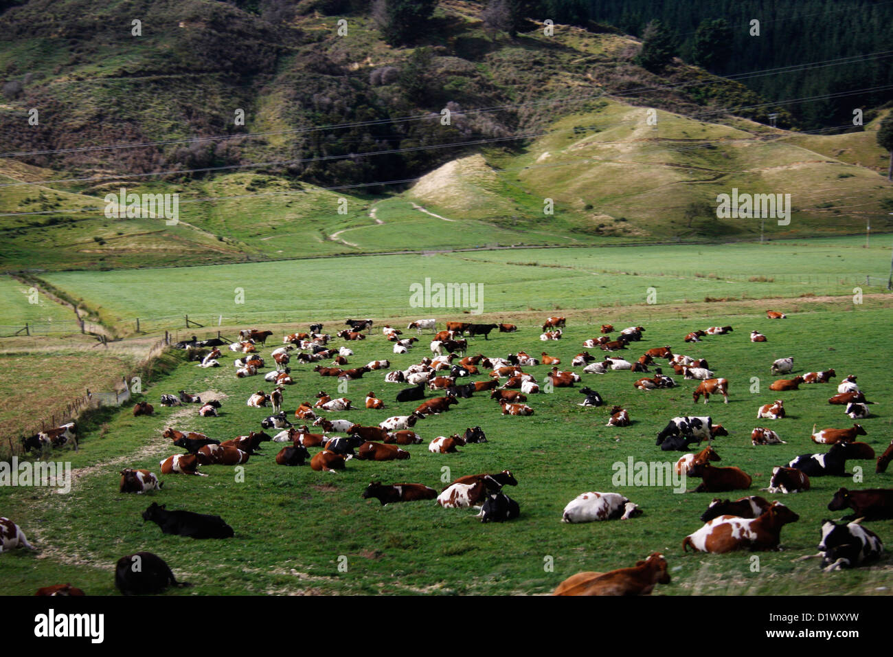 Cattle grazing farm land around Nelson Stock Photo Alamy