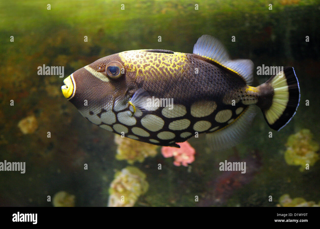Clown Triggerfish or Leopard Fish, Balistoides conspicillum, Balistidae, Tetraodontiformes.  Indian Ocean Stock Photo