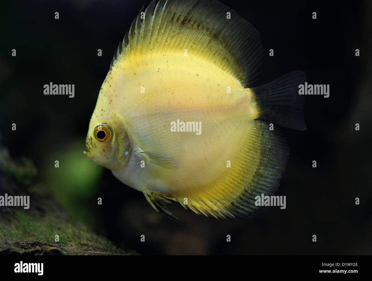 Discus Fish, Symphysodon sp., Cichlidae. Amazonia. Stock Photo