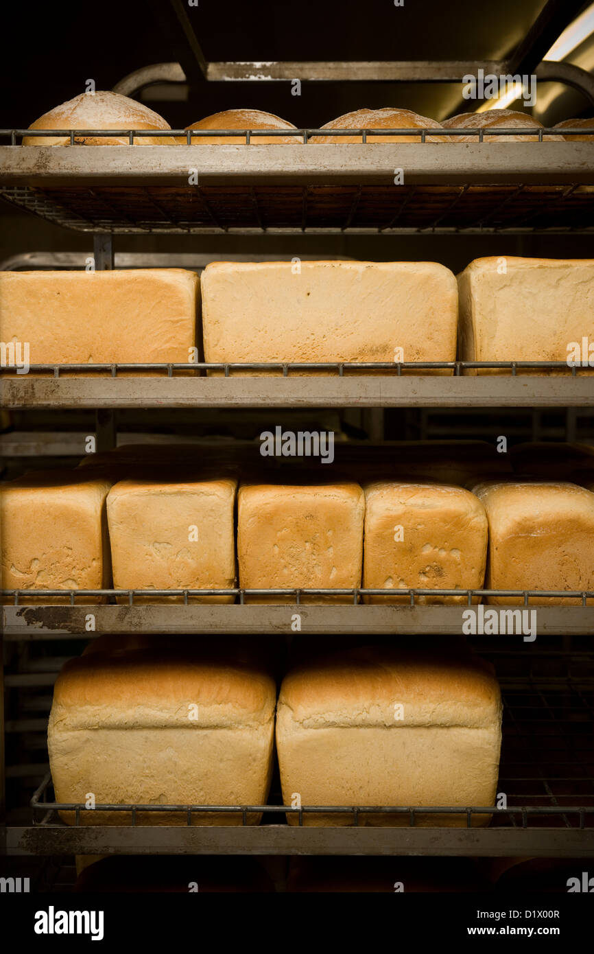 Freshly Baked Loaves / Loaf of White Bread in Bakery Stock Photo Alamy