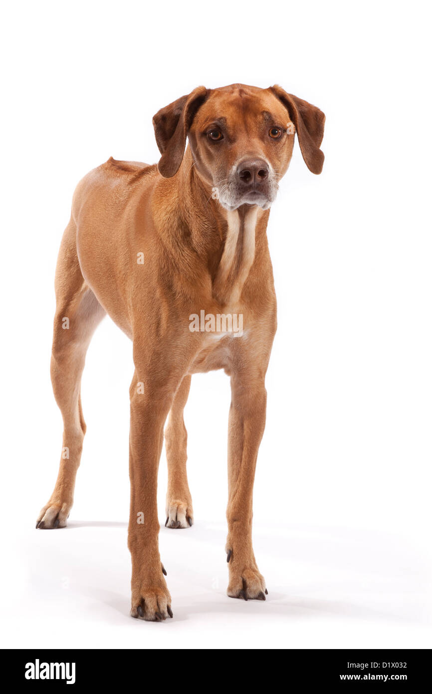 Rhodesian Ridgeback Dog at 8 years of age Stock Photo