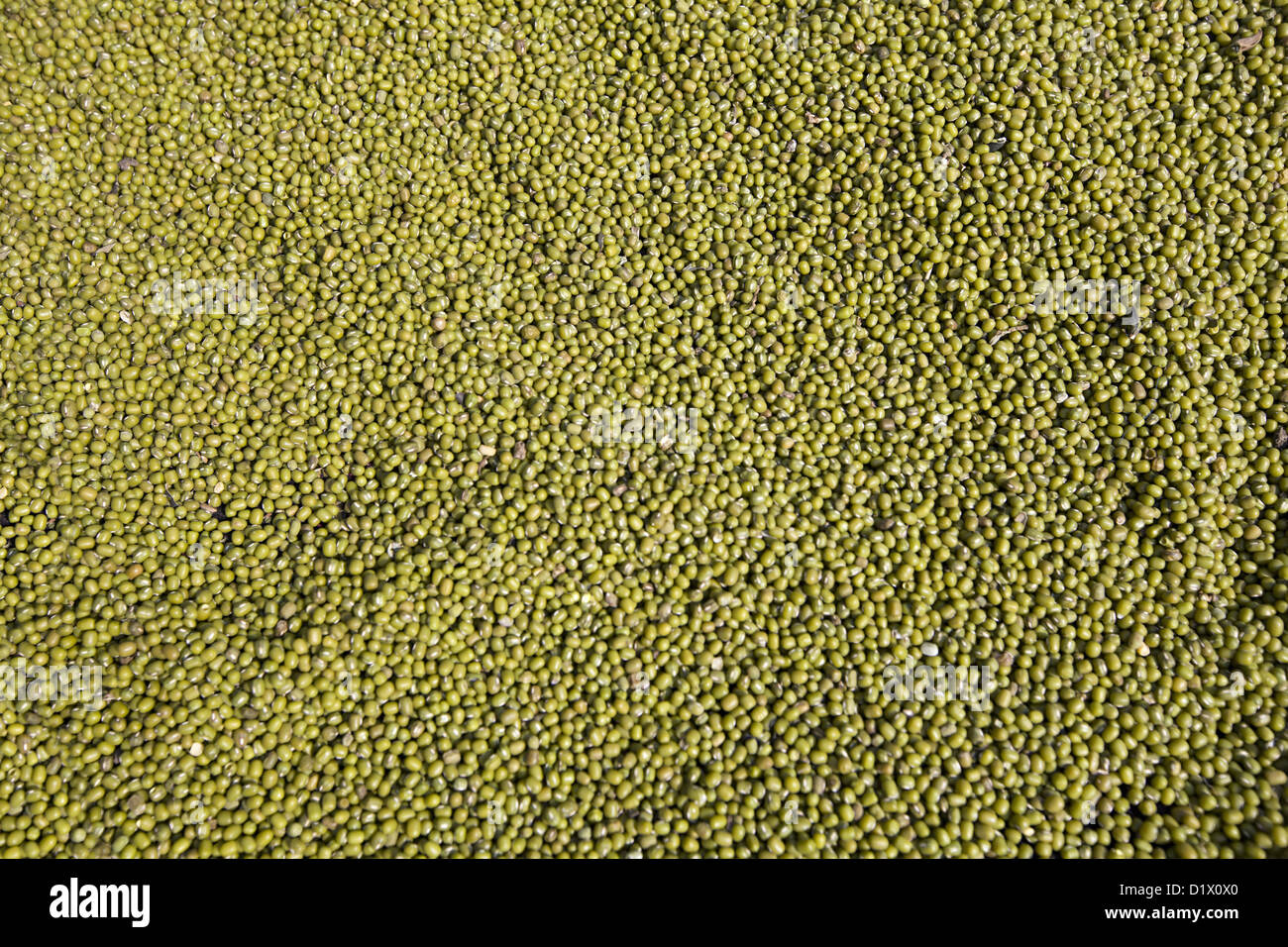 Grains (vdada Daal) Khalwa, Madhyapradesh, India. Stock Photo