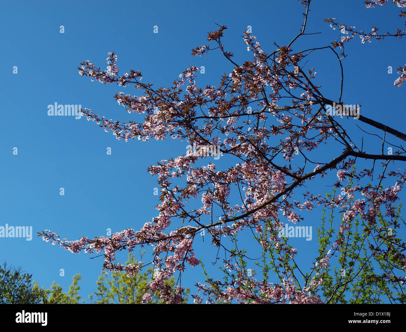 Branch of blossoming cherry tree on blue sky background Stock Photo - Alamy
