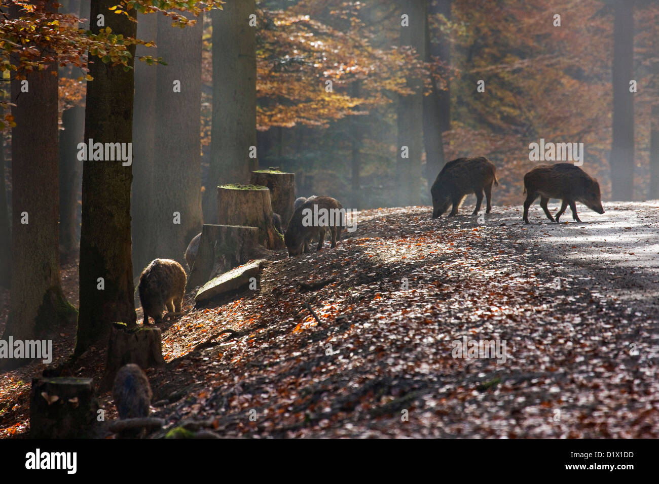 Sounder of wild boars (Sus scrofa) foraging in autumn forest in the Belgian Ardennes, Belgium Stock Photo