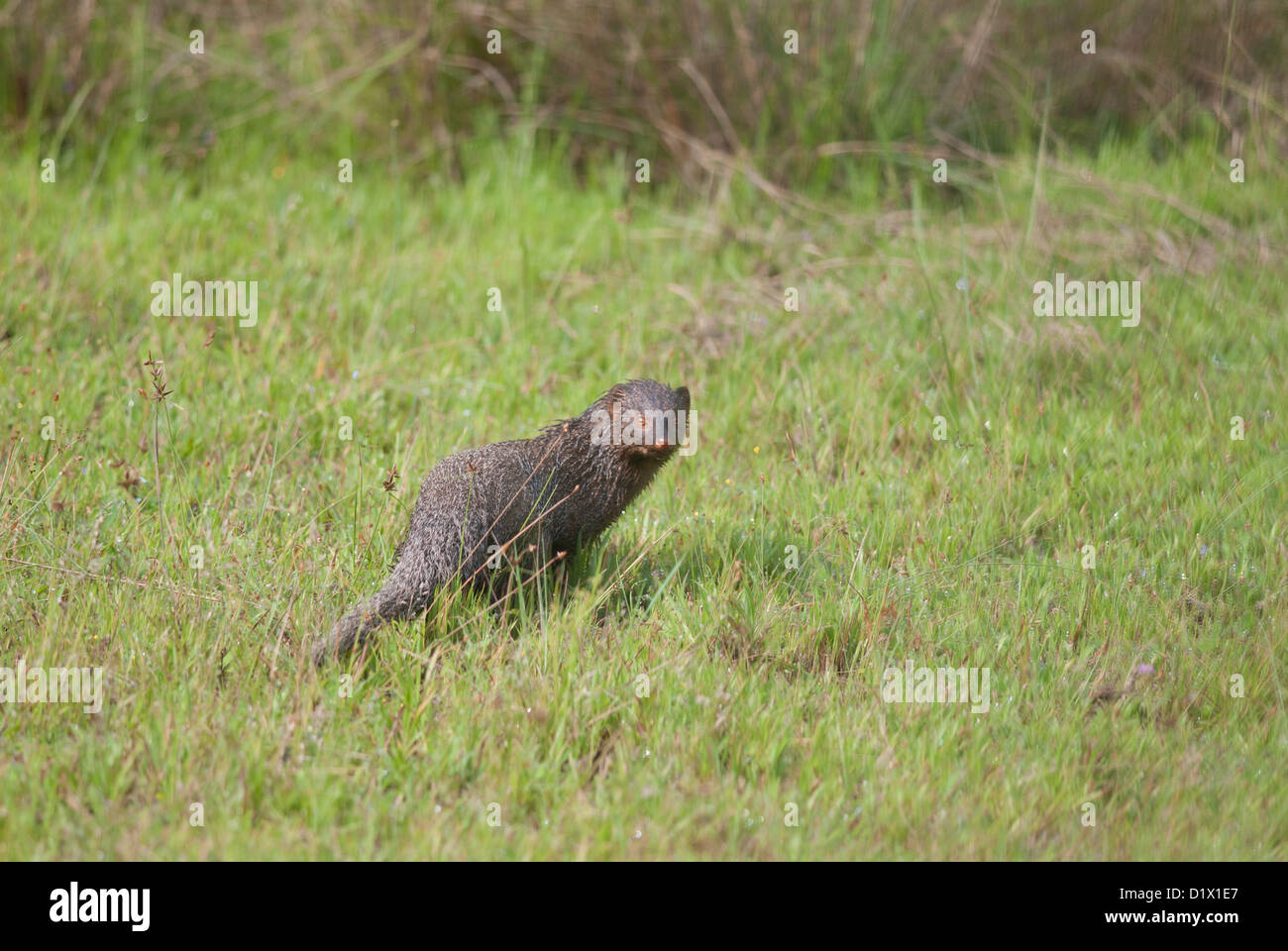 Nilgiri biosphere reserve hi-res stock photography and images - Alamy