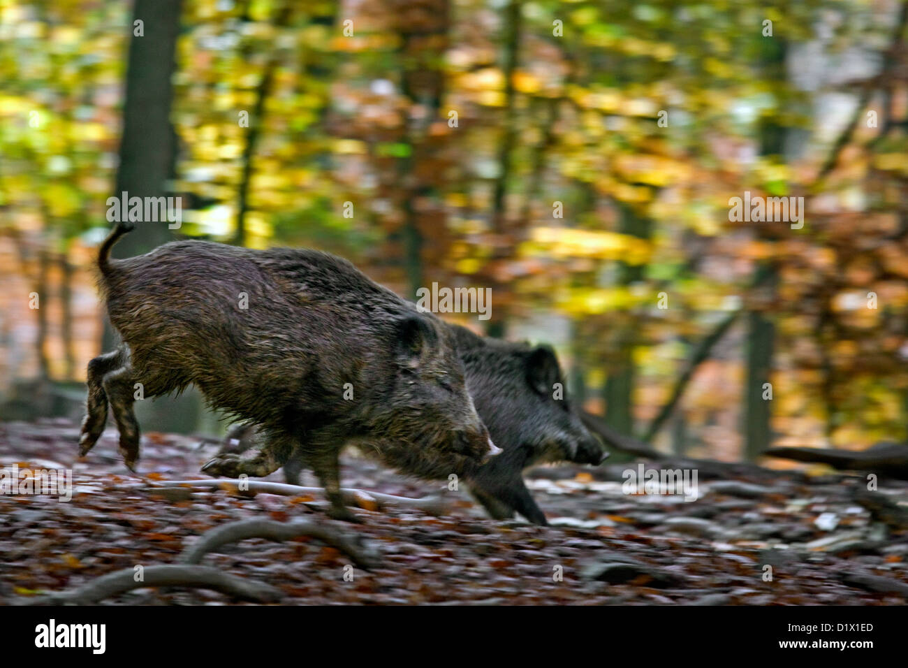 Wild boars (Sus scrofa) fleeing in autumn forest in the Belgian Ardennes, Belgium Stock Photo