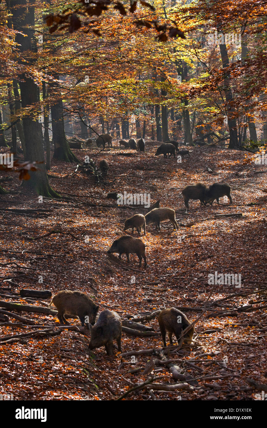 Sounder of wild boars (Sus scrofa) foraging in autumn forest in the Belgian Ardennes, Belgium Stock Photo