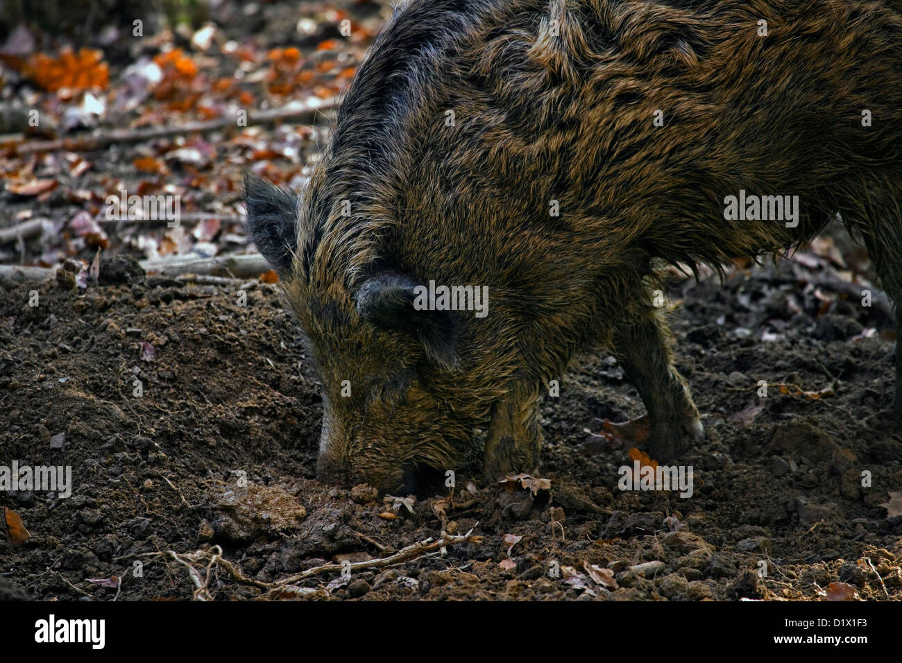 Wild boar (Sus scrofa) digging up food in the soil with its snout in forest in the Belgian Ardennes, Belgium Stock Photo