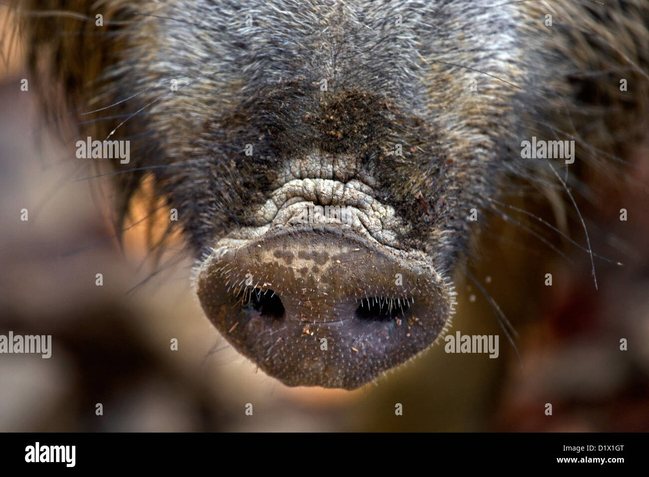 Wild boar (Sus scrofa) close up of snout in autumn forest in the Belgian Ardennes, Belgium Stock Photo