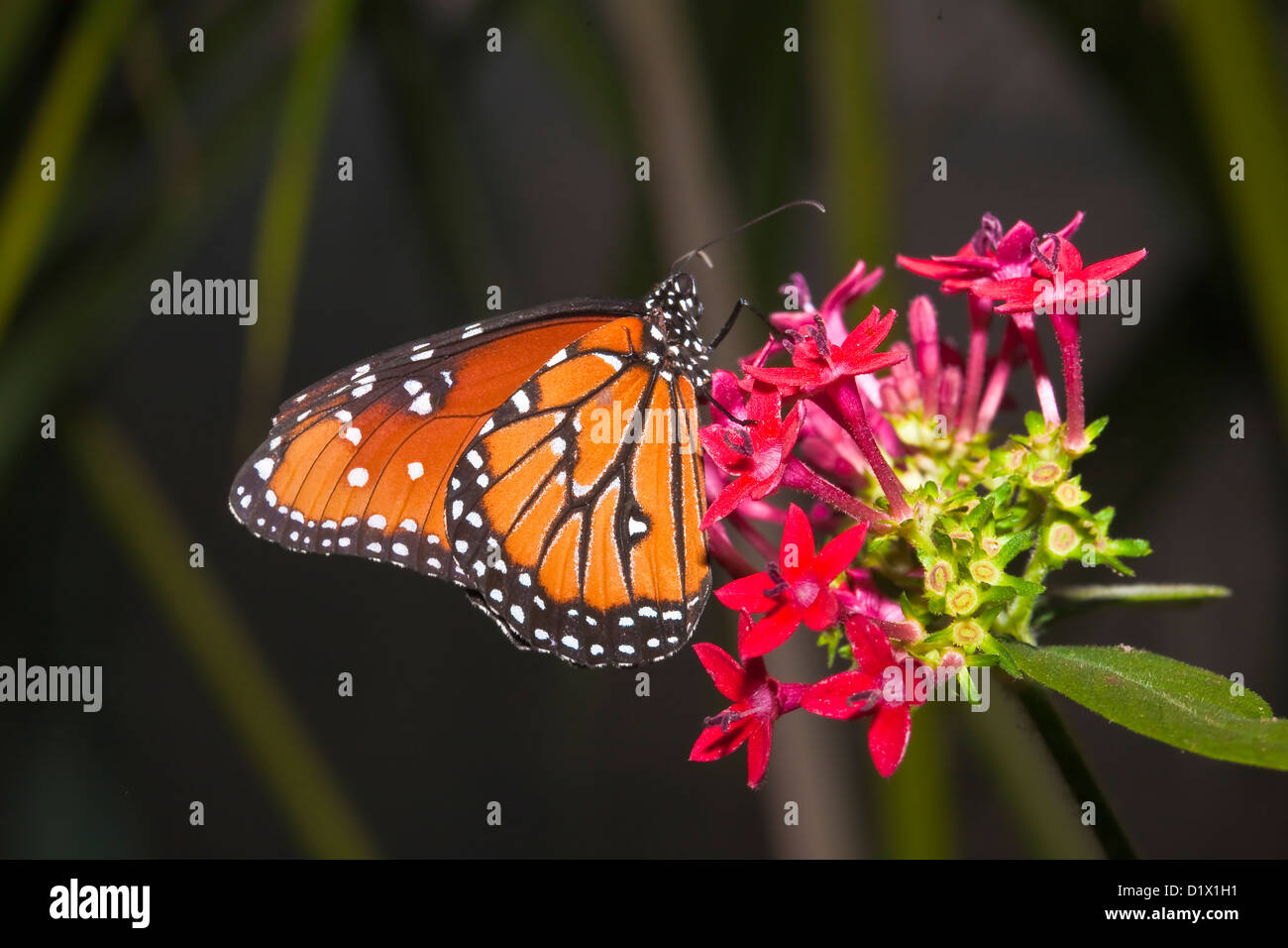 Monarch butterfly Stock Photo