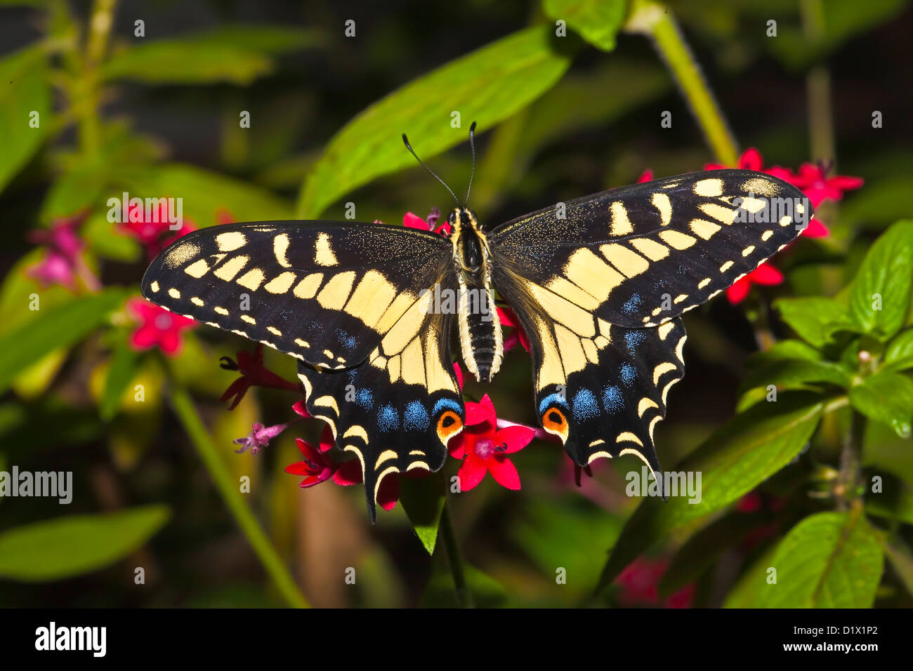 Anise Swallowtail butterfly (Papilio zelicaon) on green foilage with red flowers Stock Photo