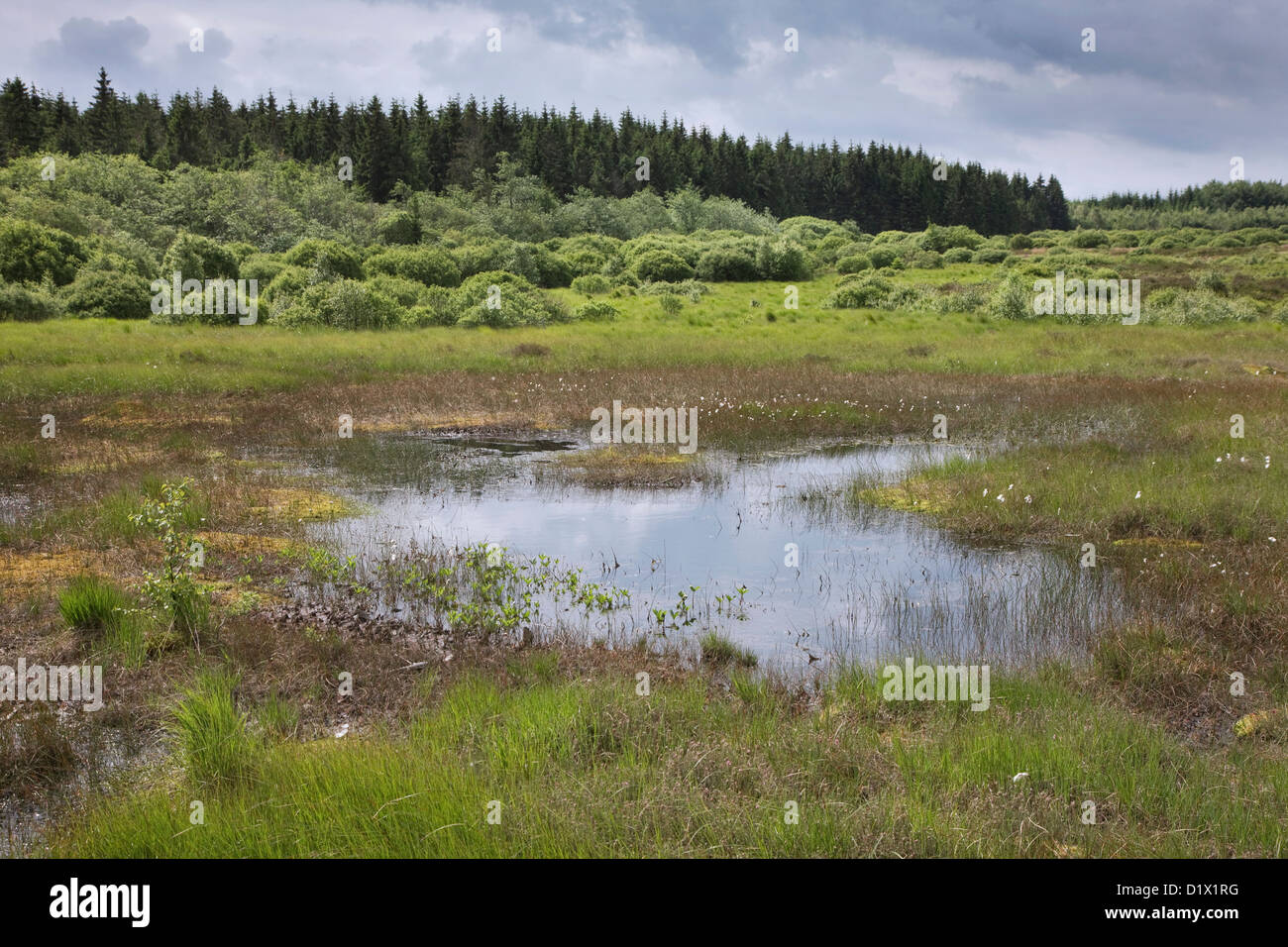 Palsa in moorland at the High Fens / Hautes Fagnes nature reserve in the Belgian Ardennes, Belgium Stock Photo