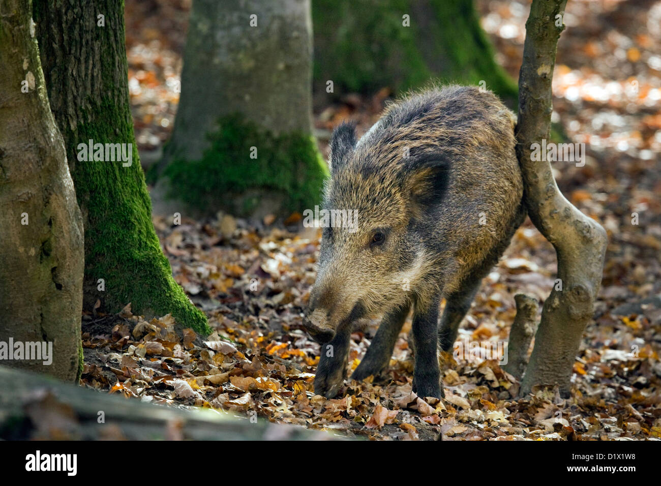 Wild boar (Sus scrofa) juvenile scratching fur against tree in autumn forest in the Belgian Ardennes, Belgium Stock Photo