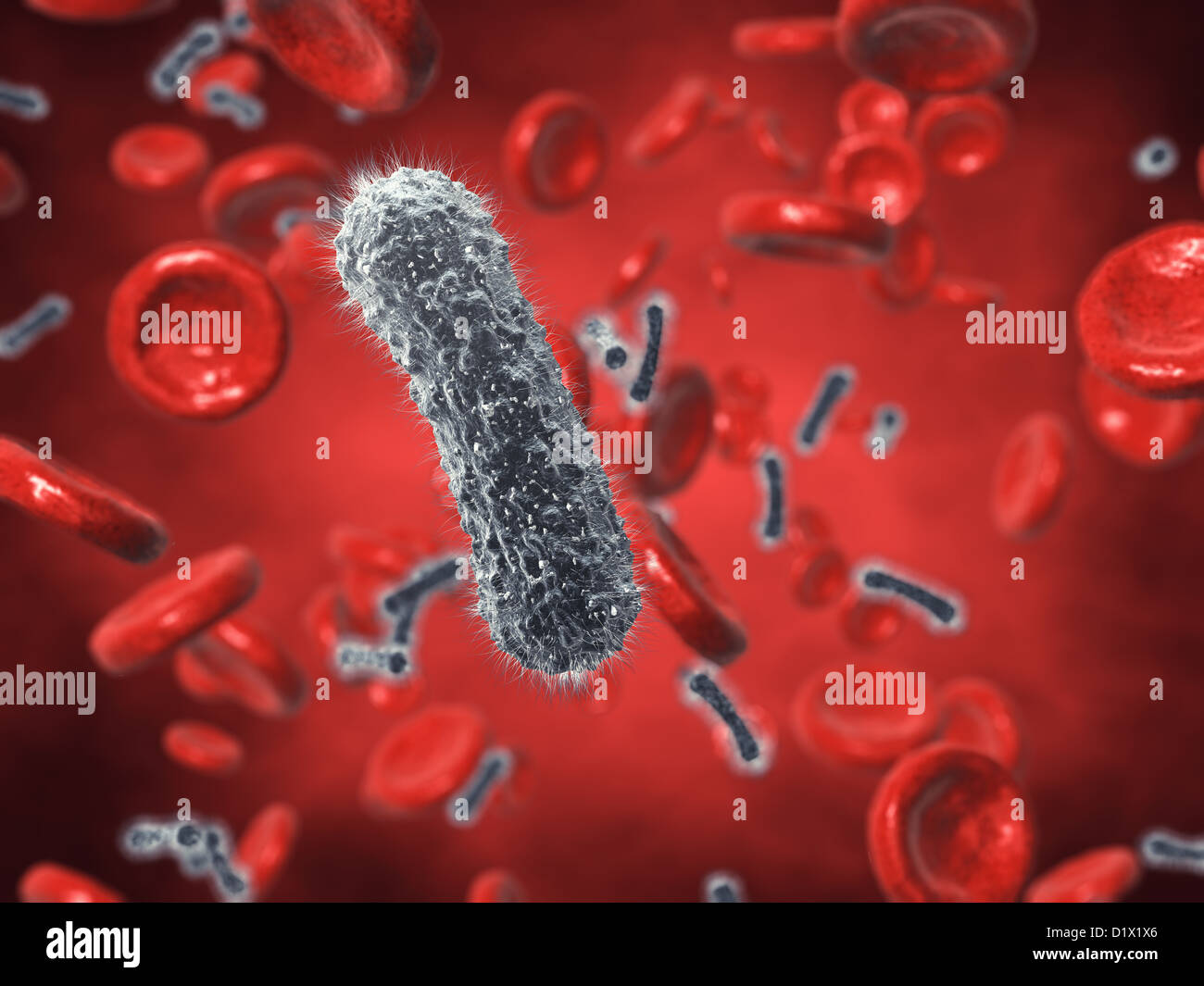 Bacteria and red blood cells , contaminated blood Stock Photo