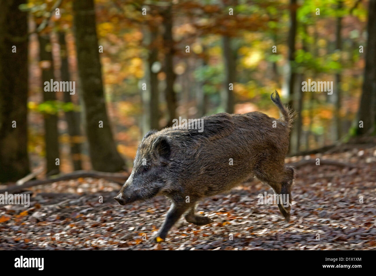 Wild boar (Sus scrofa) running in autumn forest in the Belgian Ardennes, Belgium Stock Photo