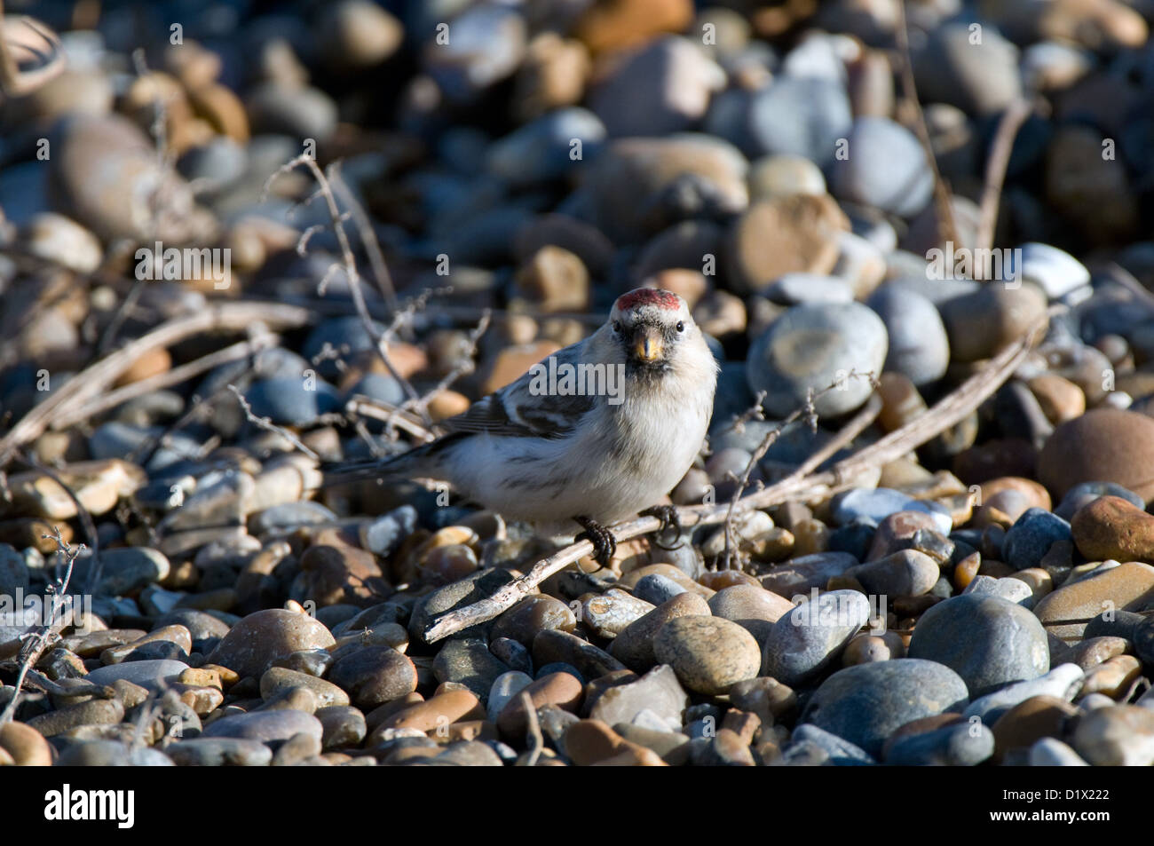 Hornemann's Arctic Redpoll on beach Stock Photo