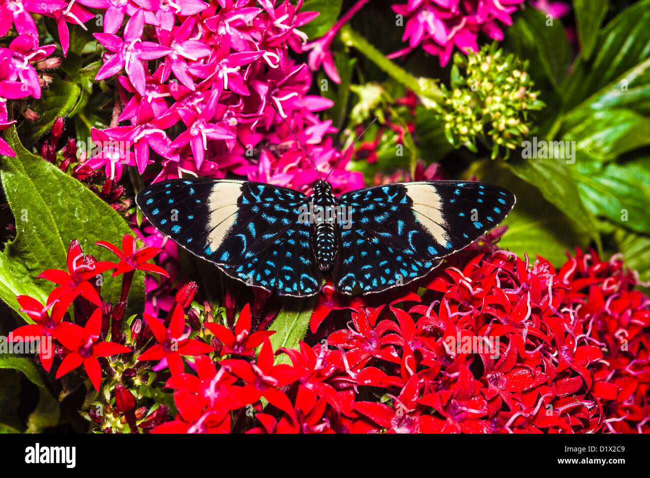 West Coast Lady butterfly (Vanessa annabella) Stock Photo