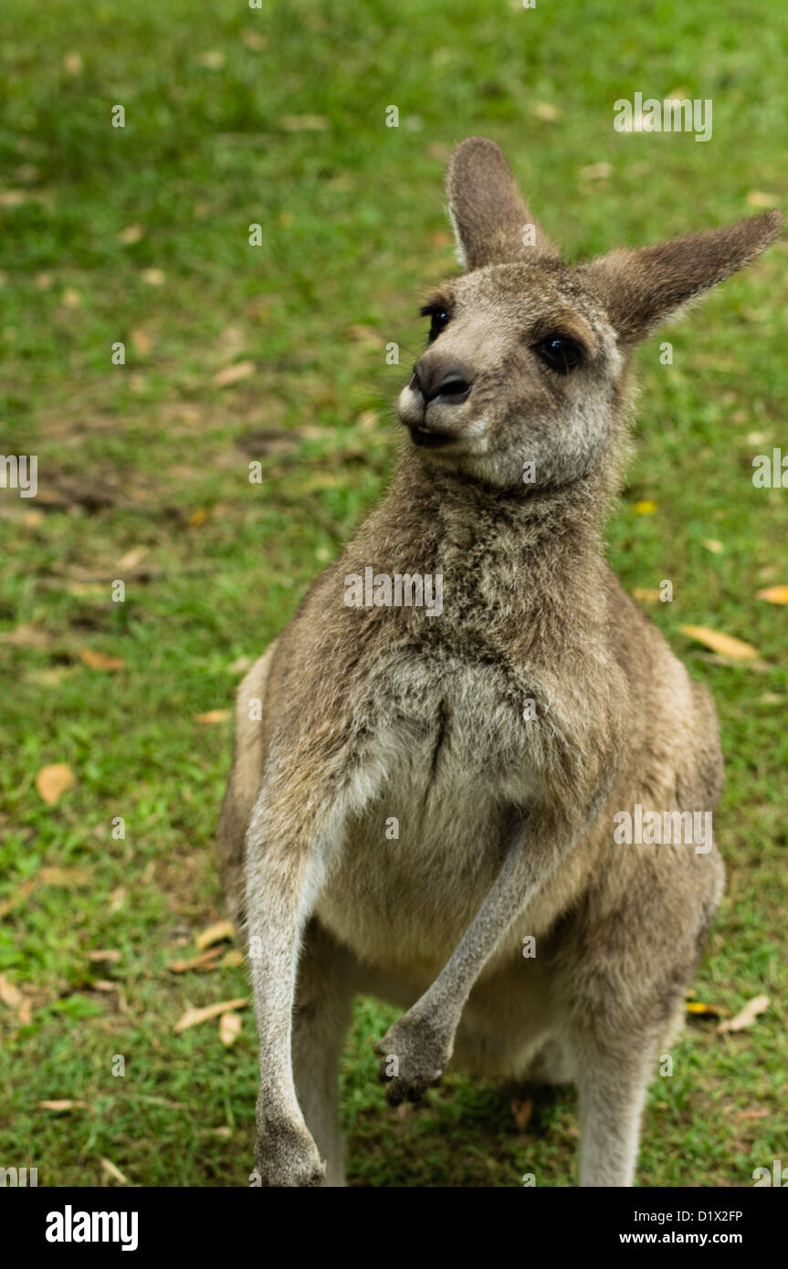 Interested Kangaroo Stock Photo