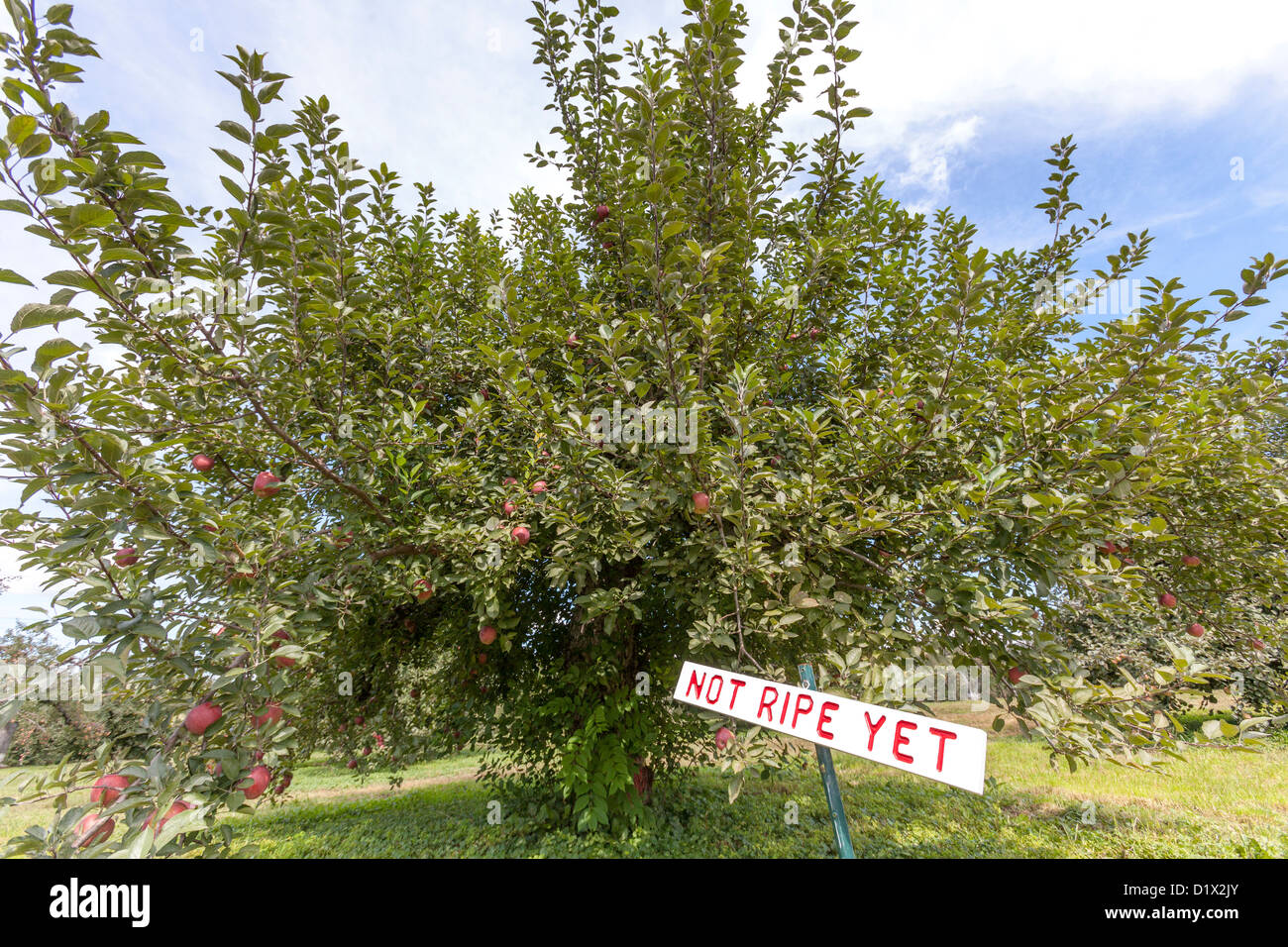 An Apple tree farm to pick apples Stock Photo Alamy