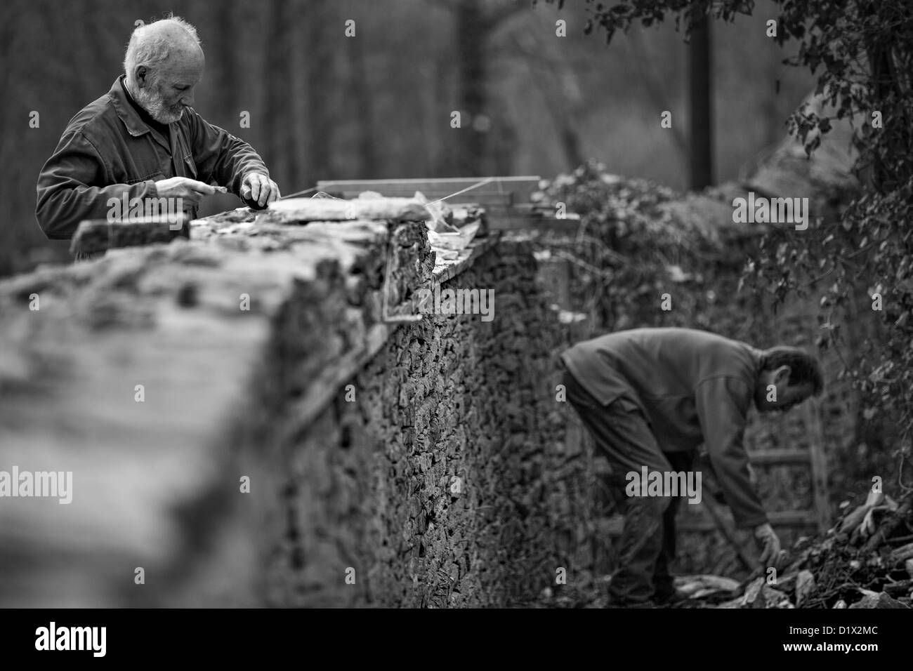 stonemasons at work building a cotswold dry wall Stock Photo