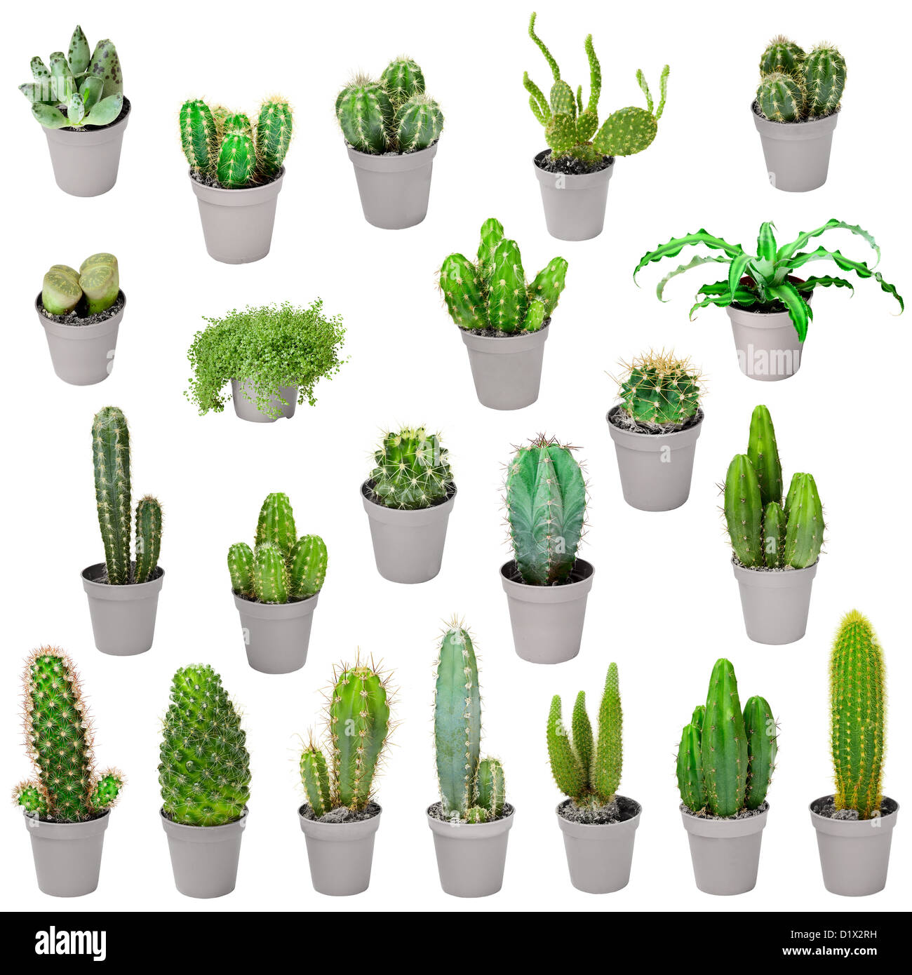 Set of indoor plants in pots - cacti and other succulents Stock Photo -  Alamy