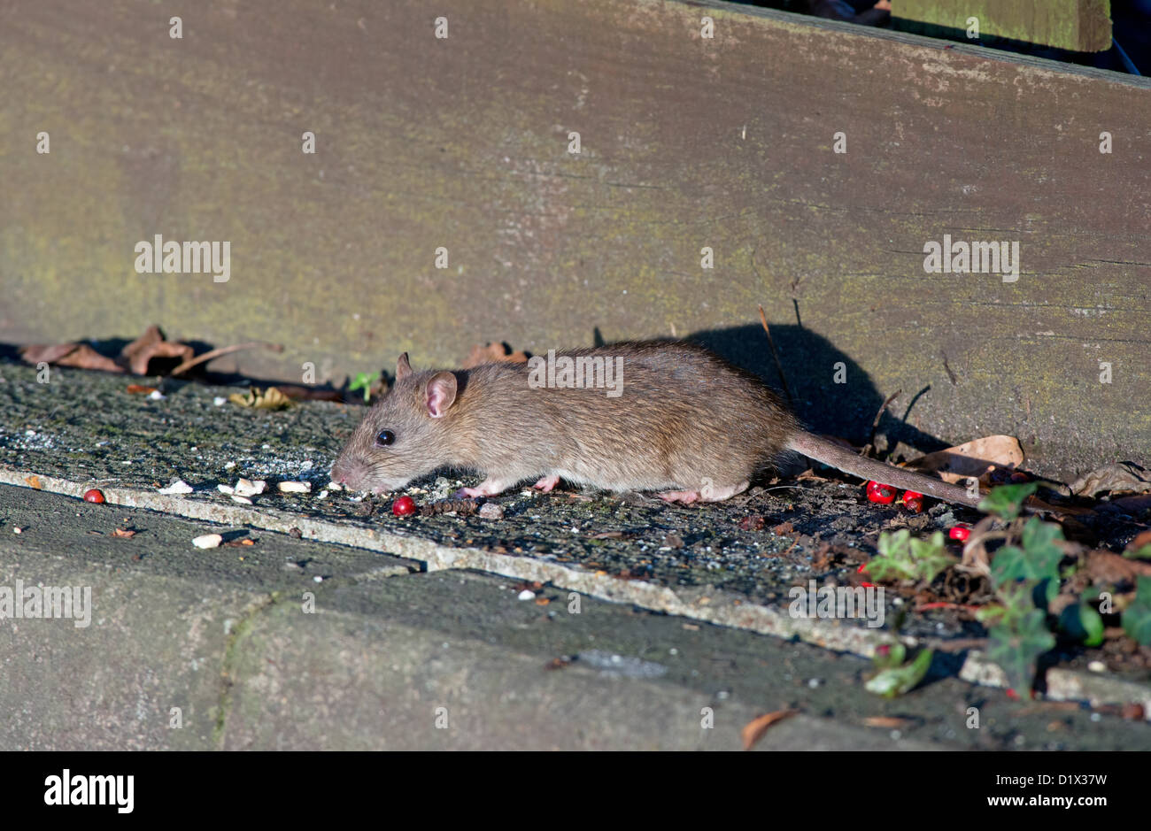 BROWN RAT, Rattus norvegicus FEEDING. UK Stock Photo