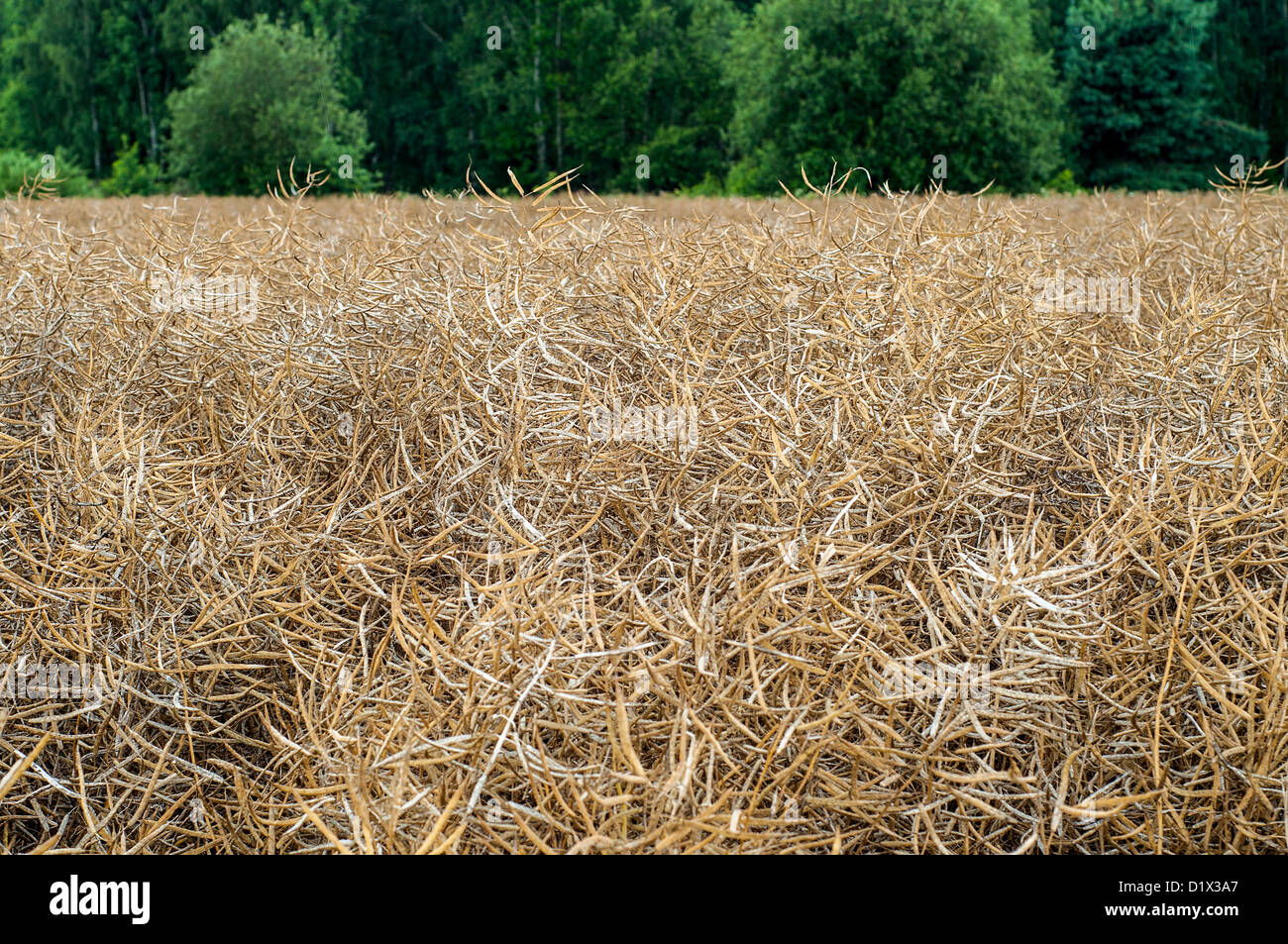 Rape field in early summer ready for harvest Stock Photo - Alamy