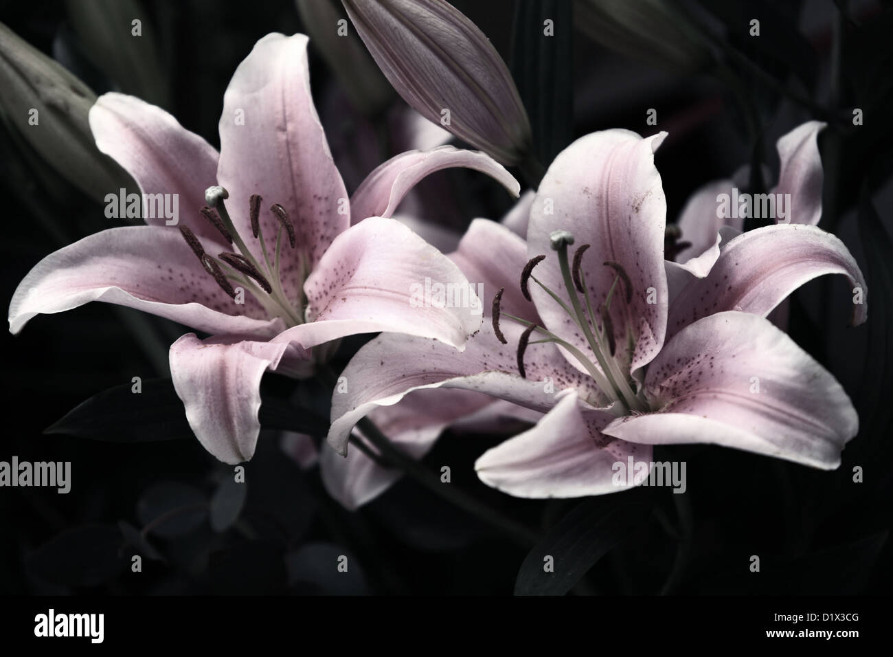 Pink lilies on a dark background Stock Photo - Alamy