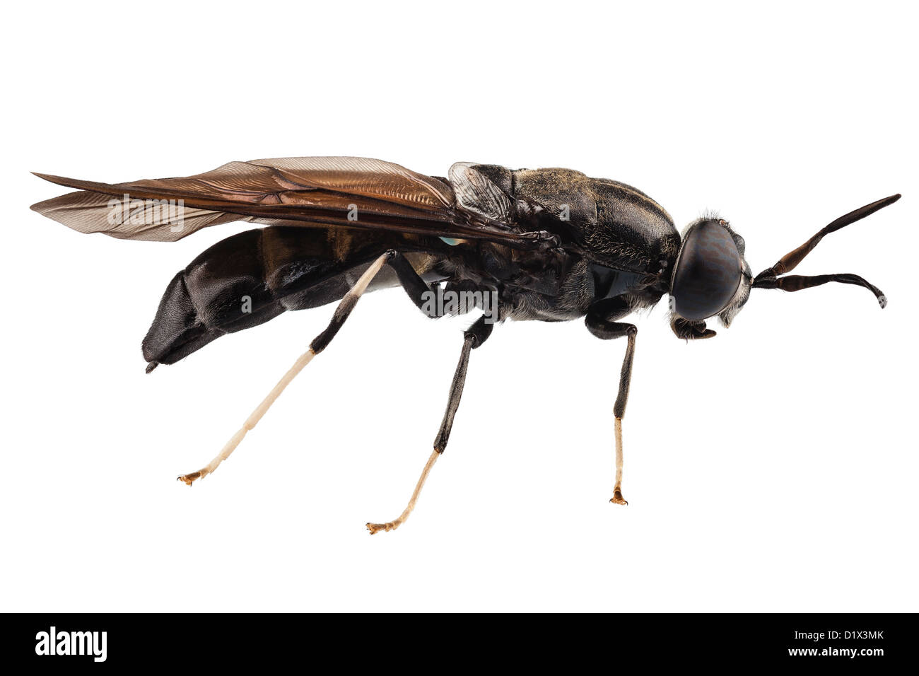 Brown soldier bug hires stock photography and images Alamy