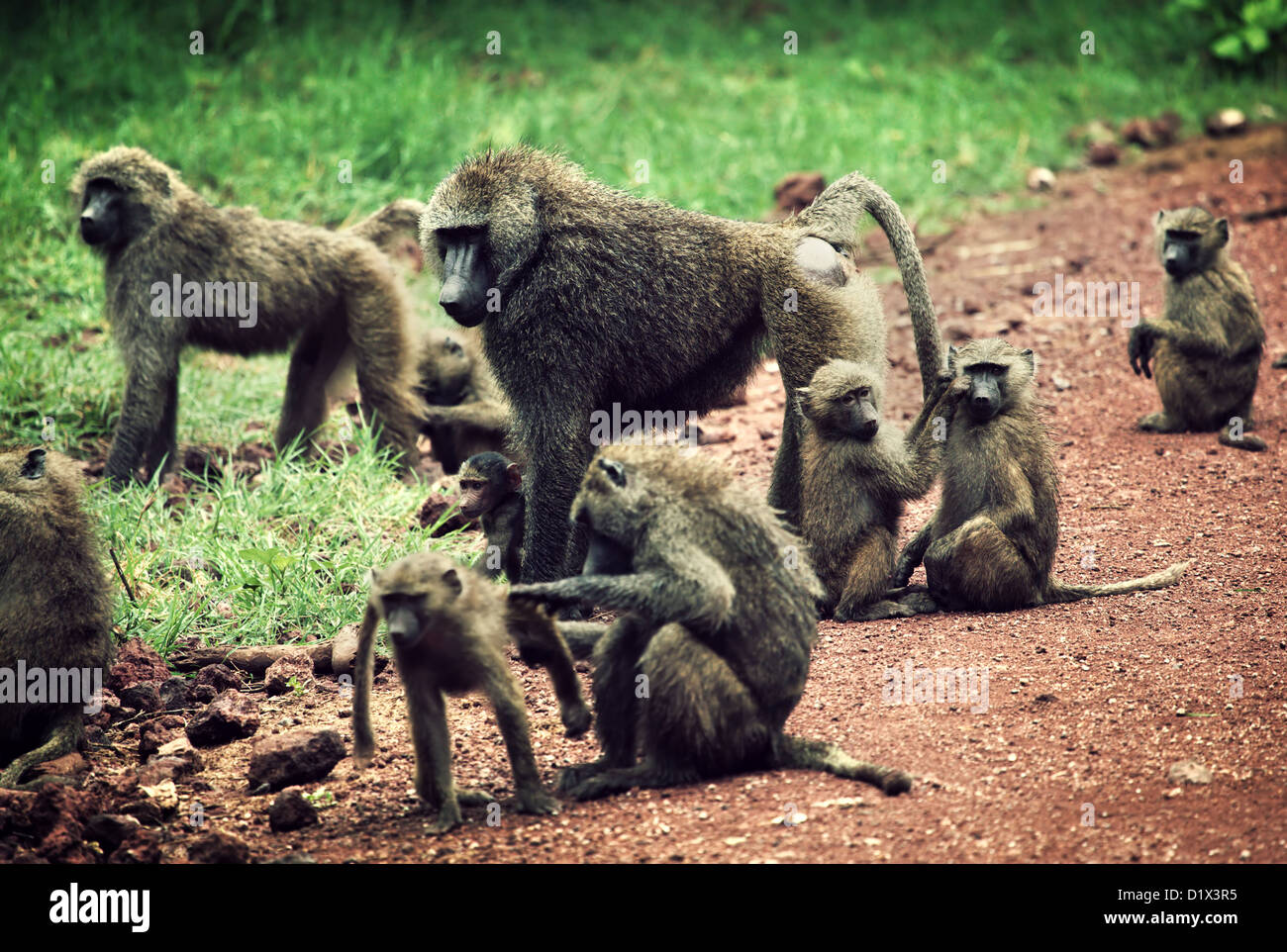 Group of Baboon monkeys in African bush. Lake Manyara National Park in Tanzania Stock Photo