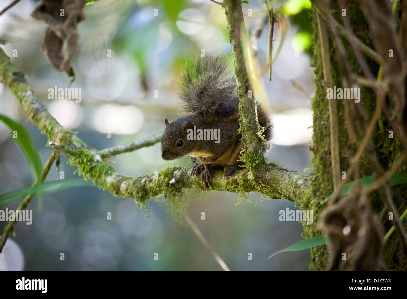 Montane Squirrel, sci.name; Syntheoscirius brochus, in La Amistad national park, Chiriqui province, Republic of Panama. Stock Photo