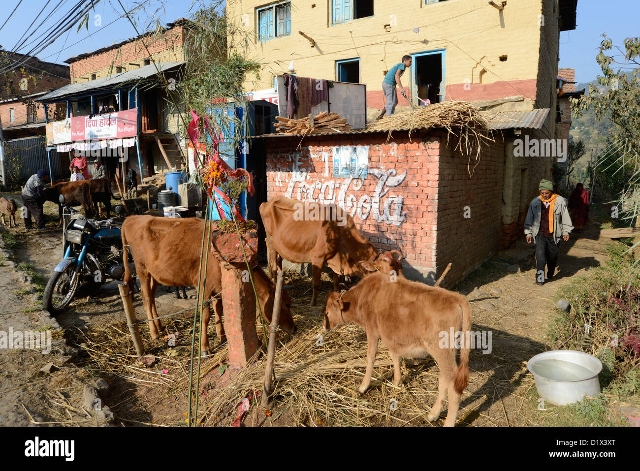 cattle before Coca Cola advertising in country village Nepal Stock Photo