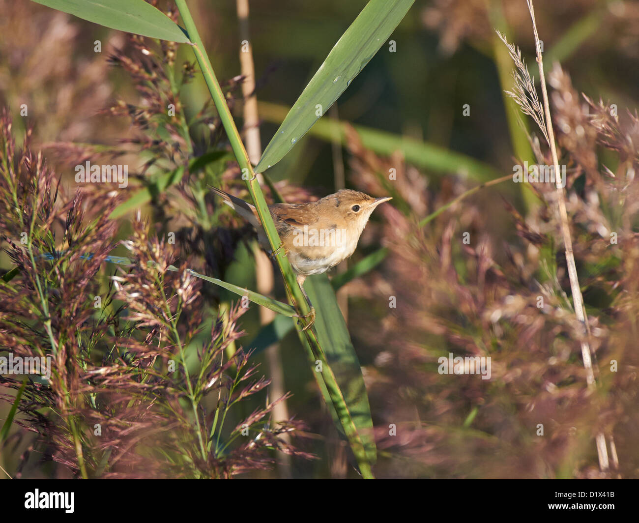 Reed Warbler perched within reedbed Stock Photo