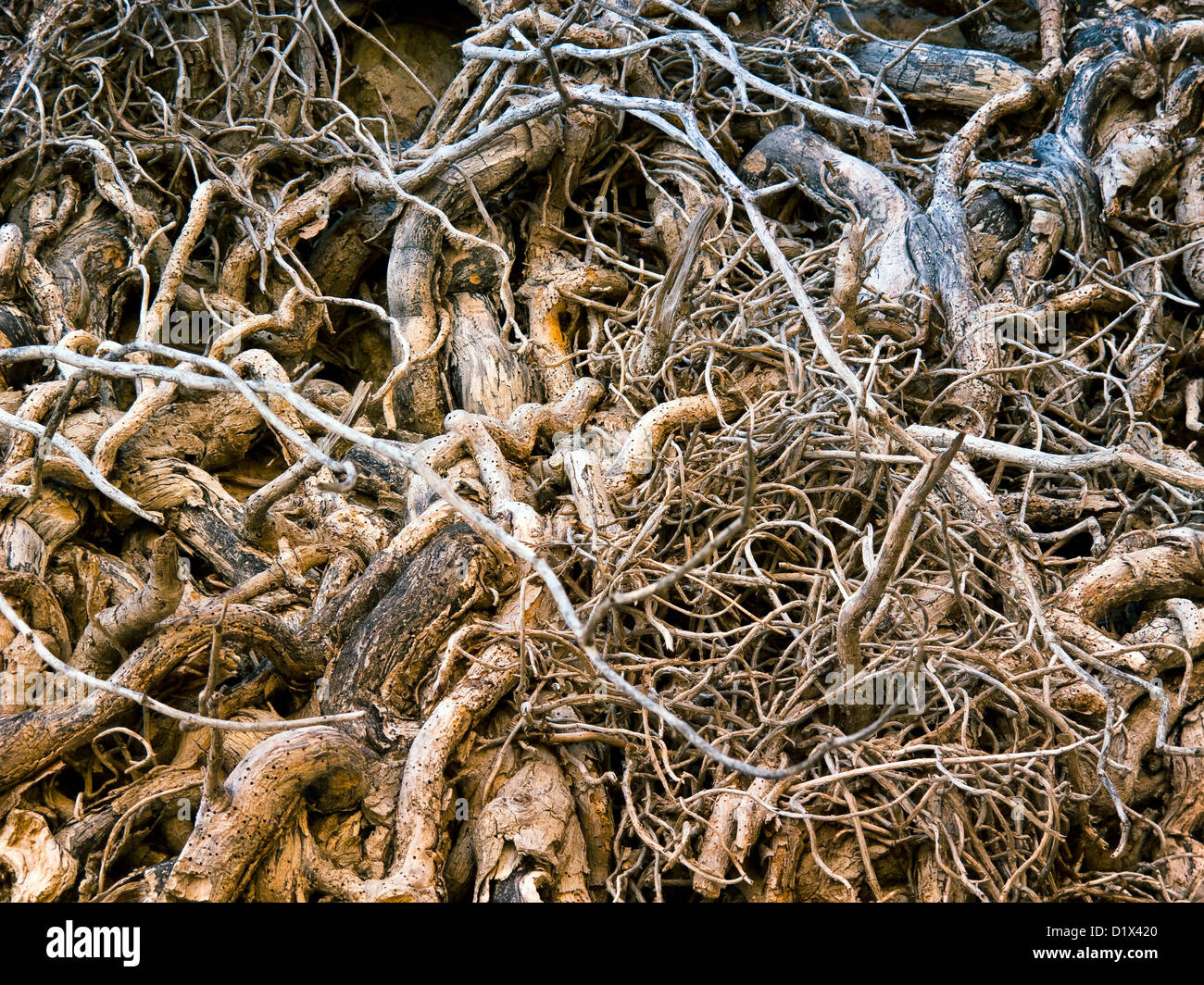 Tangled roots Stock Photo