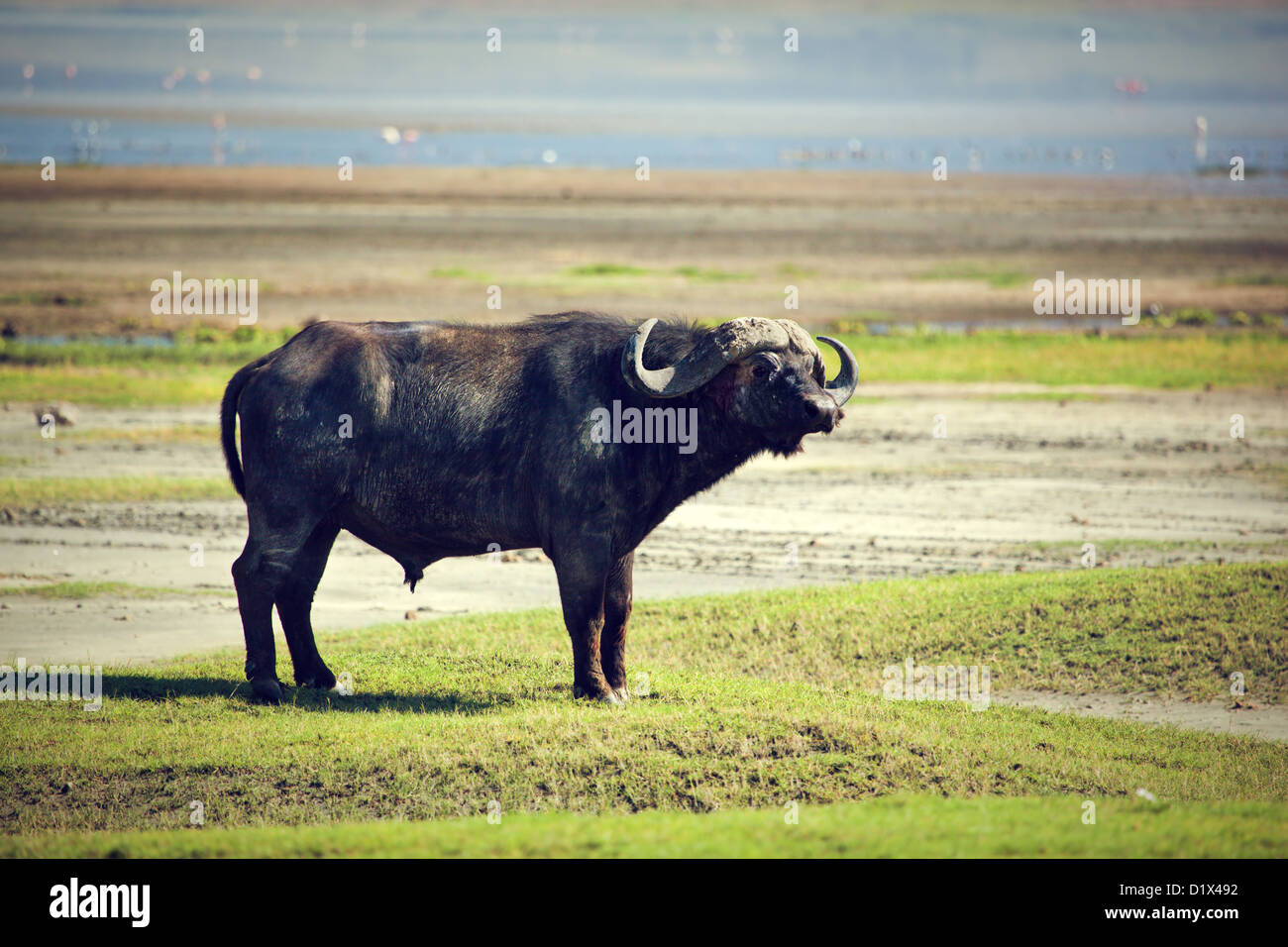 The African buffalo (Syncerus caffer) in the Ngorongoro crater in Tanzania, Africa Stock Photo