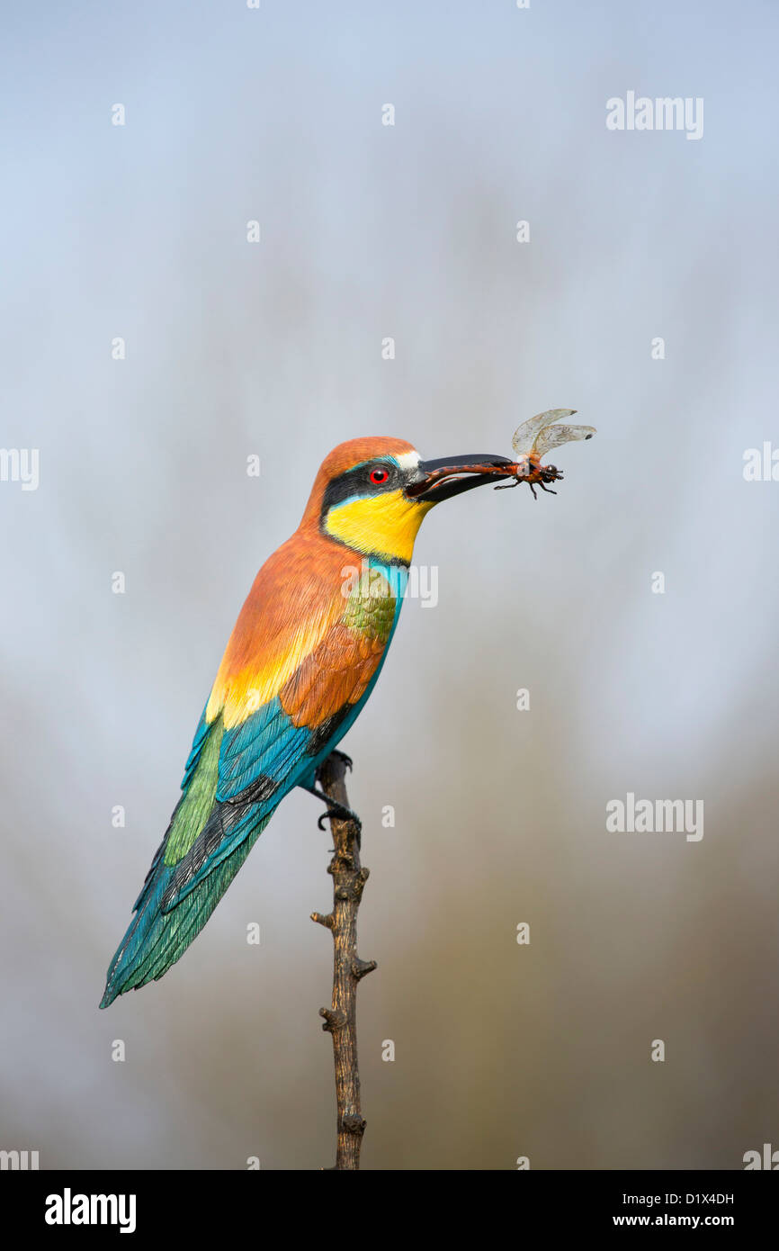 Carving of a Bee Eater by Mike Wood; UK Stock Photo