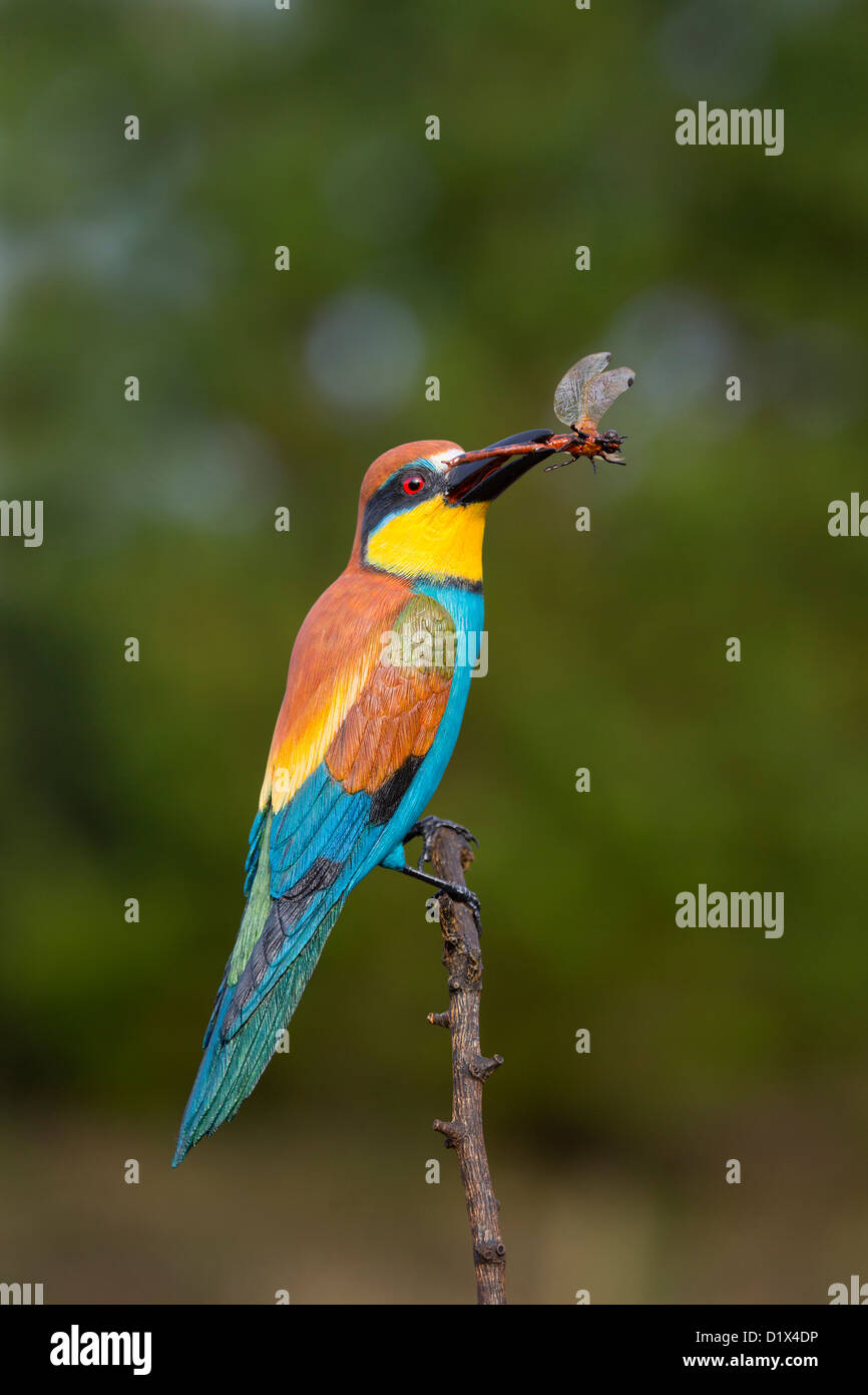 Carving of a Bee Eater by Mike Wood; UK Stock Photo